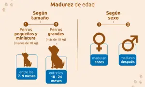 La madurez de un perro varía. Perros pequeños maduran entre 7-9 meses, grandes entre 18-24 meses. Las hembras maduran antes.
