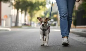 Un cachorro con arnés y correa sale a la calle por primera vez, explorando el mundo con curiosidad.