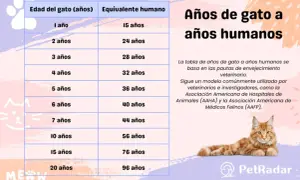 Tabla que muestra cuánto vive un gato en años humanos. Un gato de 1 año equivale a 15 años humanos.