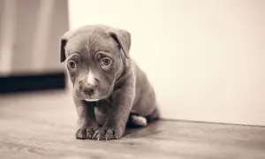 Un tierno cachorro de pitbull, con ojos tristes, sentado en el suelo. Es difícil ignorar al cachorro cuando llora.