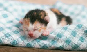 Un adorable gato recién nacido, con su pelaje tricolor, duerme plácidamente sobre una manta a cuadros.