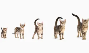 Cuatro gatos atigrados, de tamaño creciente, muestran la evolución de un gato desde cachorro hasta adulto. ¡Parece que han vivido 10 años de gato en humano!