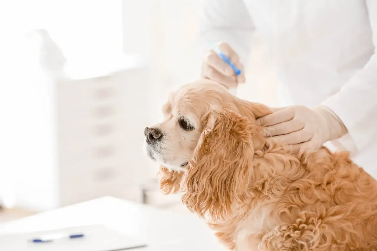 Veterinario administra inyección para castración química perro. El cocker spaniel espera pacientemente.