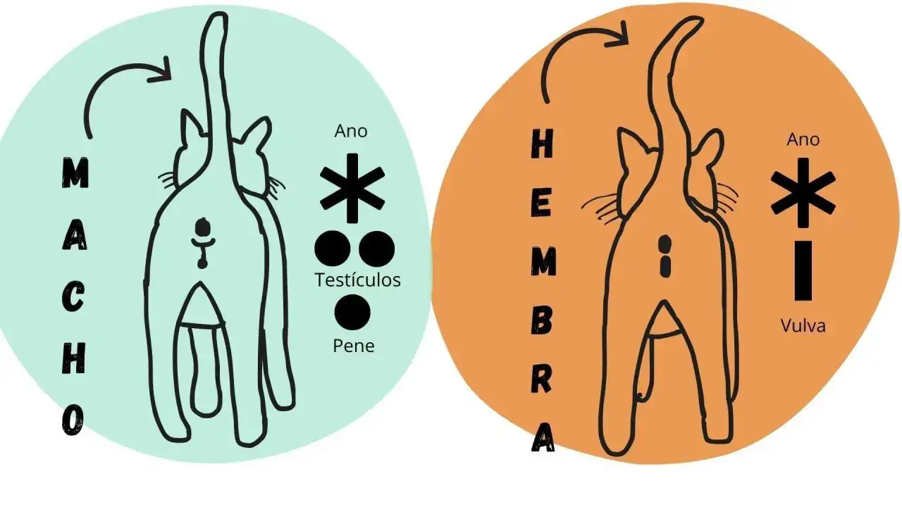 Ilustración comparativa para saber si un gato es macho o hembra, mostrando la zona genital y anal de ambos.