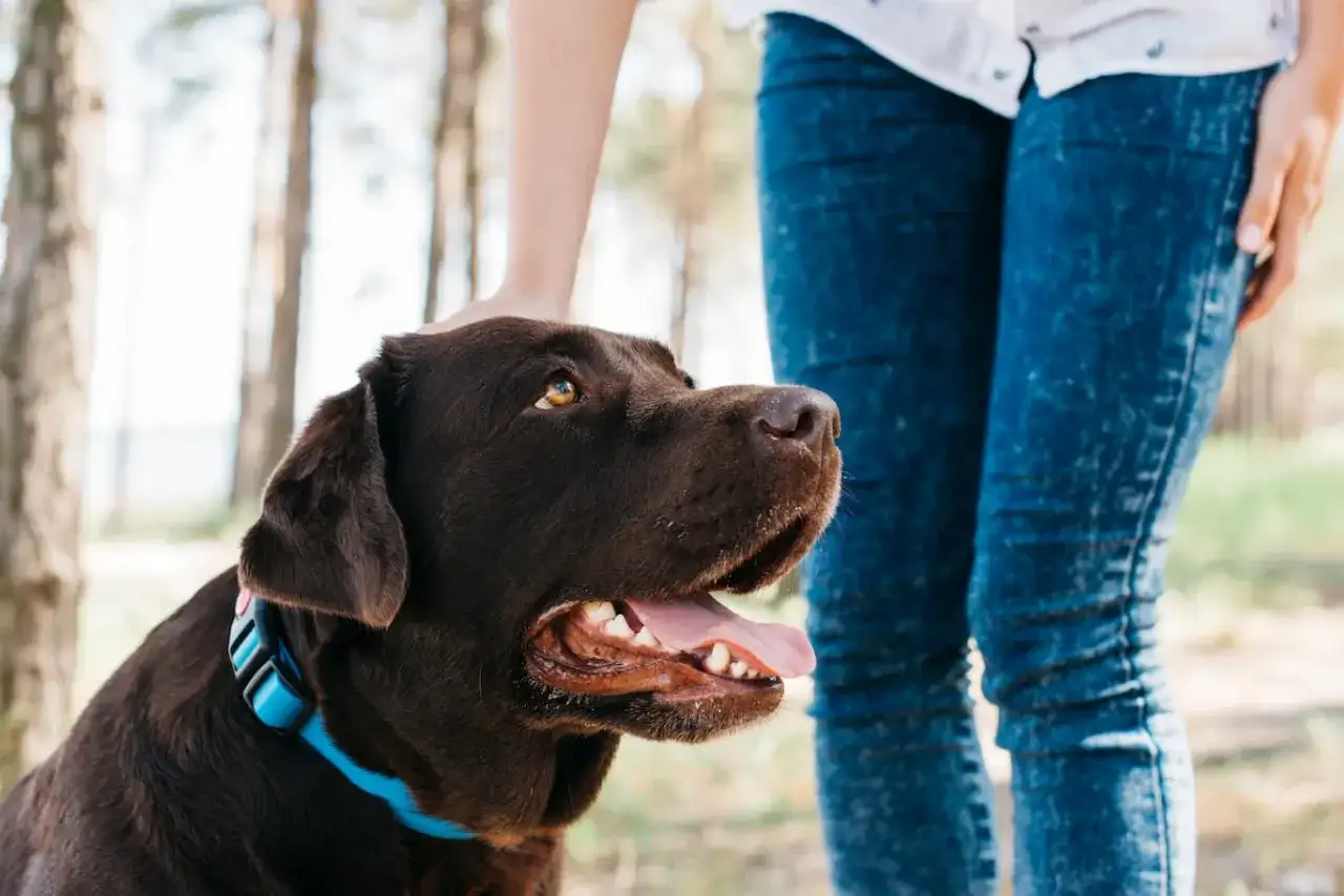 Un perro labrador marrón con collar azul recibe una caricia en la cabeza. ¡Un ejemplo de adiestramiento de perros gratis y exitoso!