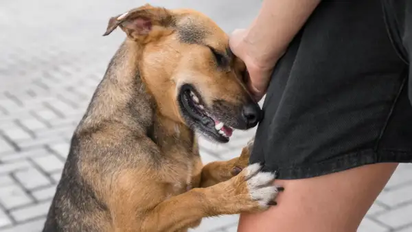 Perro marrón y negro apoyado en la pierna de una persona. ¿Cómo saber si mi perro es sordo? Observa su reacción a los sonidos.