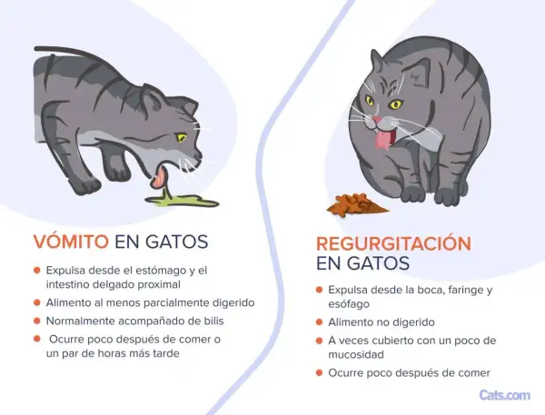 Gato gris vomitando líquido verde. El texto explica que mi gato vomita.