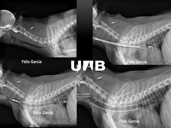 Radiografías de perros mostrando el colapso traqueal y la colocación de un stent para expandir la tráquea.