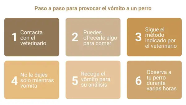 Guía paso a paso: cómo hacer vomitar a un perro. Contacta al veterinario, ofrécele algo de comer, sigue sus indicaciones, no lo dejes solo, recoge el vómito y obsérvalo.