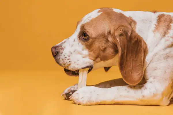 Perro de raza mixta mordiendo un hueso, explorando qué huesos pueden comer los perros.