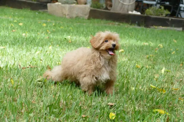 Un maltipoo adulto tamaño pequeño, con pelaje rizado color caramelo, jadea felizmente en el césped verde.