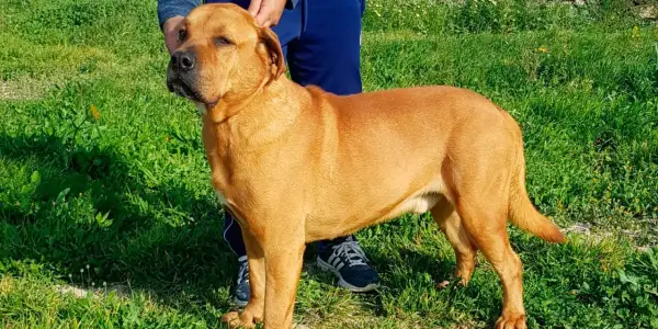 Un perro de raza ca de bou, de pelaje rojizo, posa en un campo verde.