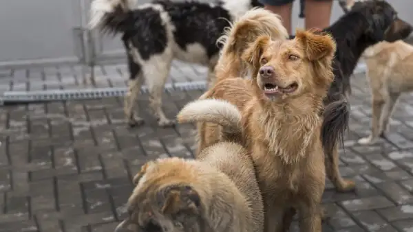 Un grupo de perros, algunos con pelaje marrón y otros blanco y negro, esperan en el suelo de baldosas. Son perros de las perreras, con miradas expectantes.