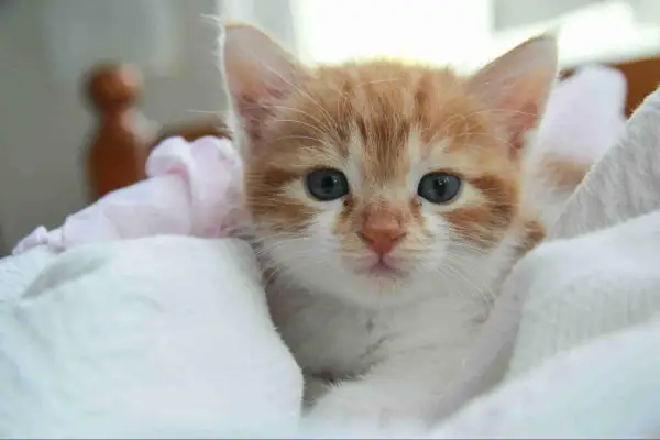 Un gatito naranja y blanco, con grandes ojos azules, se asoma entre mantas. ¿Cuanto duerme un gato de 3 meses? ¡Mucho!