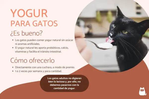 Un gato negro saborea yogur de una cuchara. Los gatos pueden comer yogur natural sin azúcar, es bueno para ellos.