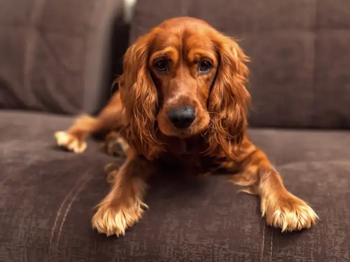 Un cocker spaniel de pelaje rojizo descansa en un sofá marrón, con sus largas orejas caídas y mirada tierna.