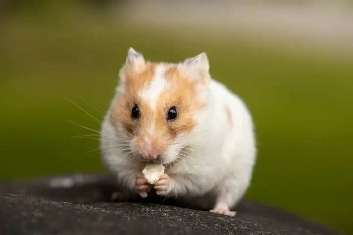 Un hámster blanco y naranja, con sus patitas delanteras, disfruta de un trozo de comida. Así es como los hámsters comen.