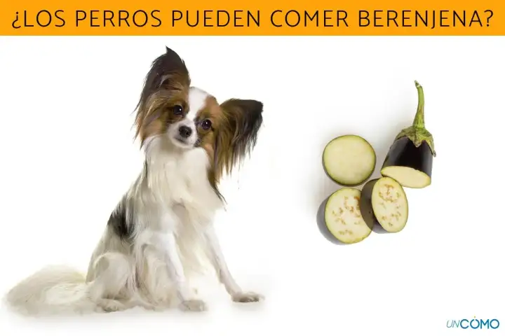 Un perro papillon mira atentamente mientras se presentan rodajas de berenjena, sugiriendo que los perros pueden comer berenjena.